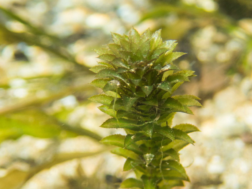 Hydrilla (ADIRONDACK RESEARCH GUIDEBOOK) · iNaturalist