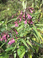 Aristeguietia glutinosa