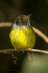 Myiornis auricularis
