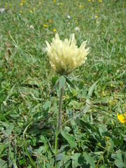 Trifolium caucasicum