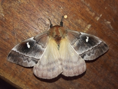 Ormiscodes amphimone