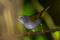 Myiothlypis leucoblephara