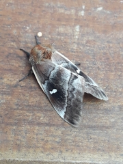 Ormiscodes amphimone