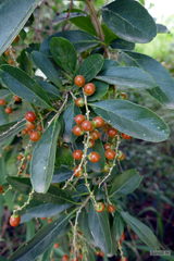 Citharexylum montevidense