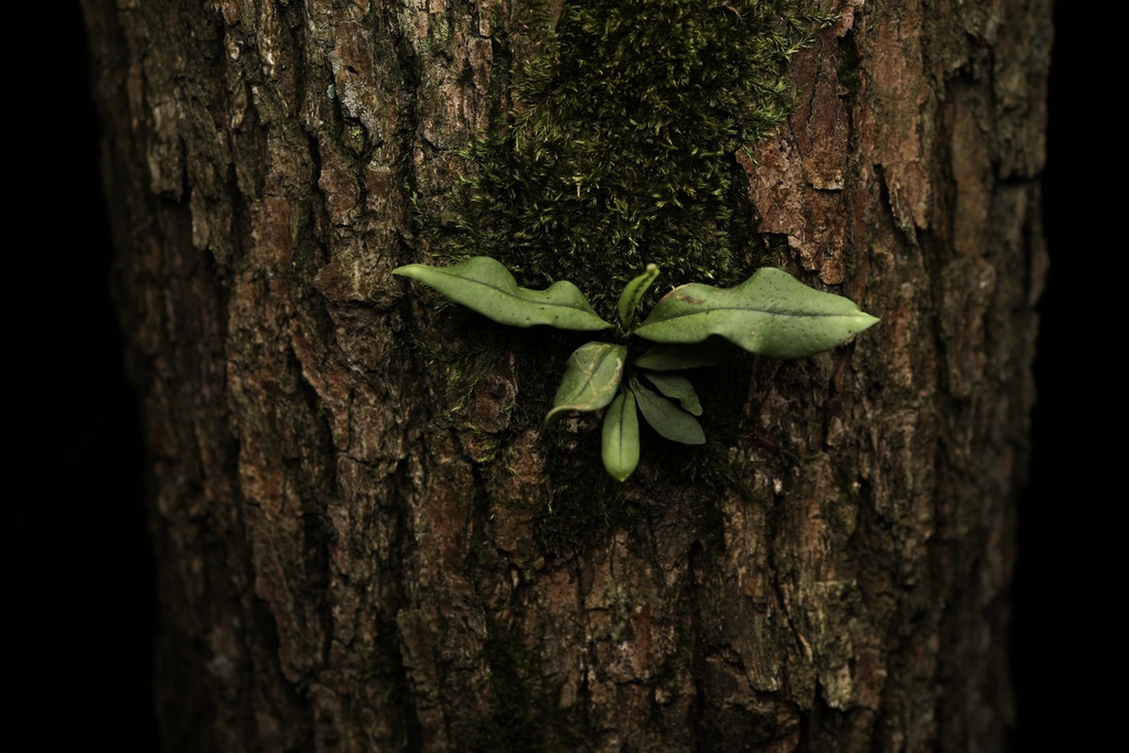 Weeping Fern from 普陀区海岛公园, 舟山市, 浙江省, CN on August 21, 2023 at 08:34 PM ...