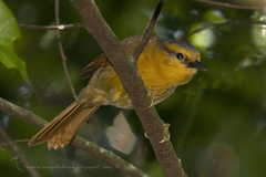 Furnariinae