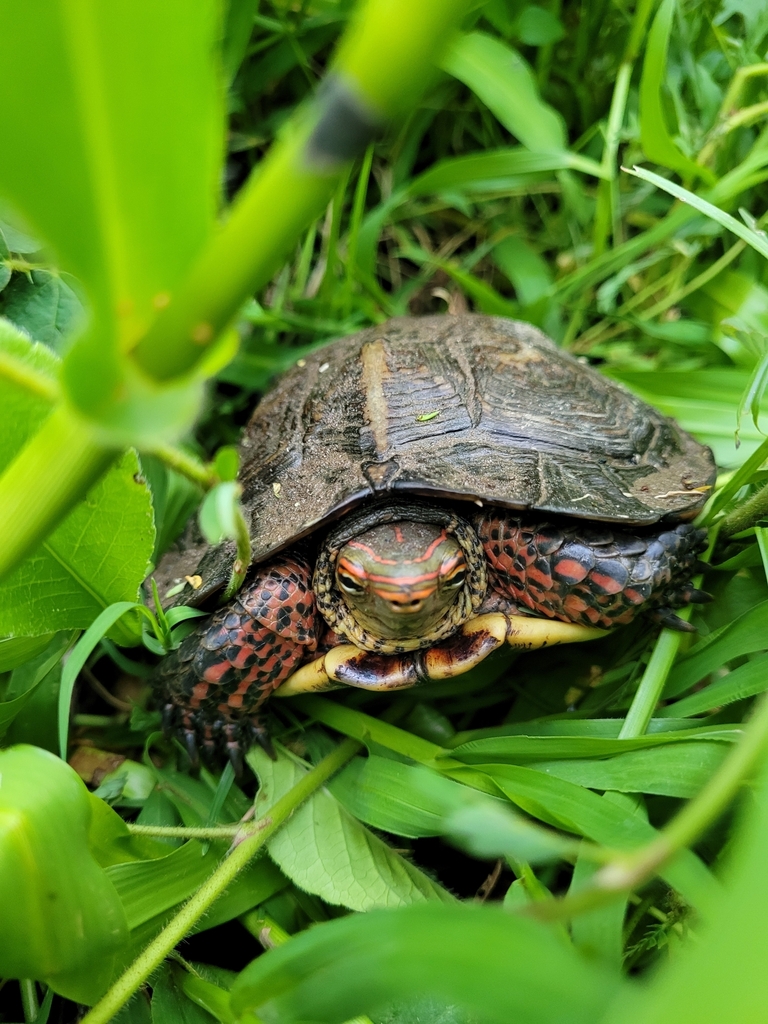 Western Mexican Wood Turtle from 48400 Jal., México on August 19, 2023 ...