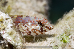 Malacoctenus triangulatus