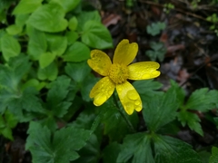 Ranunculus sierrae-orientalis