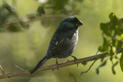 Cyanoloxia glaucocaerulea