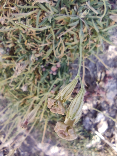 Image of Silene ciliata by (c) Santiago Martín-Bravo, some rights reserved (CC BY)