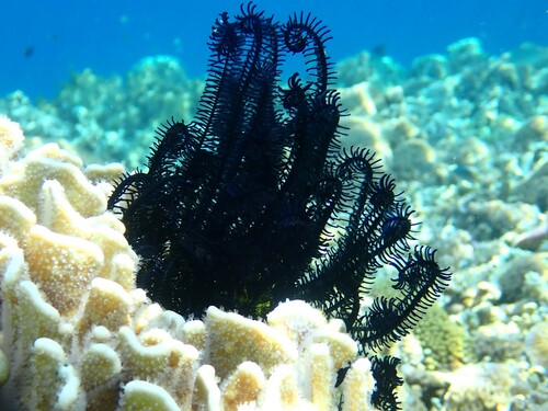 Crinoid (Feather Star)