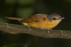 Pachyramphus castaneus