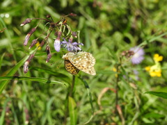 Argynnis adippe