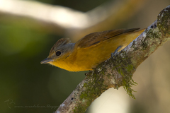 Pachyramphus castaneus