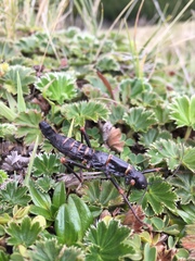 Monticomorpha flavolimbata