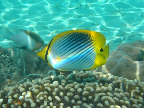 Staartvlek-koraalvlinder (Chaetodon ocellicaudus) — Chaetodontidae — 4