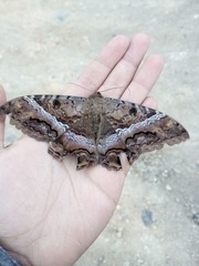 Ascalapha odorata
