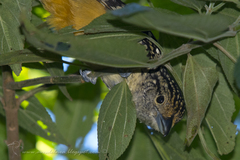 Hypoedaleus guttatus
