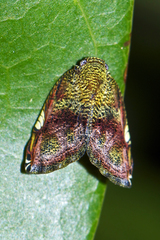 Ricanula pulverosa
