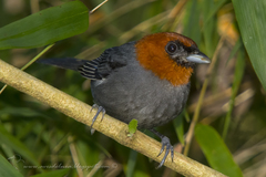 Chestnut-Headed Tanager photo 5