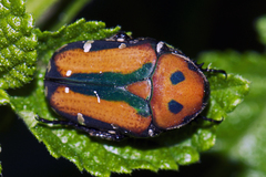 Gametis versicolor