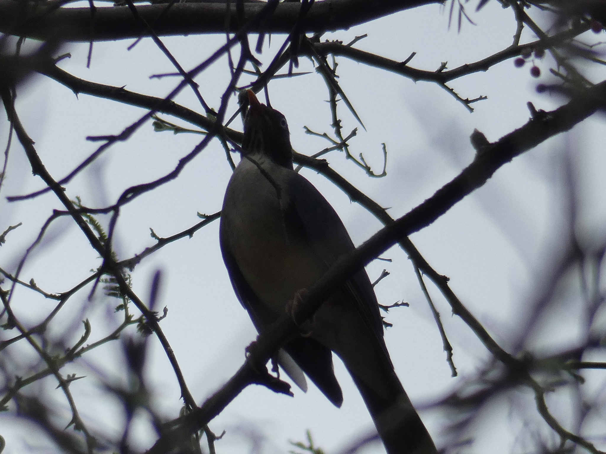 Turdus reevei image