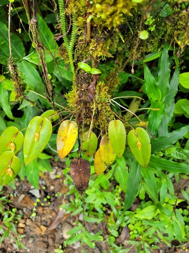 Pleurothallis homalantha, photograph 1
