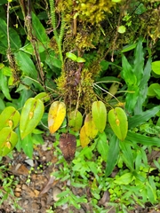 Pleurothallis homalantha, photograph (c) Jake Rehage, some rights reserved (CC BY)