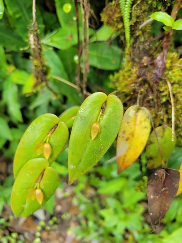 Pleurothallis homalantha, photograph 2