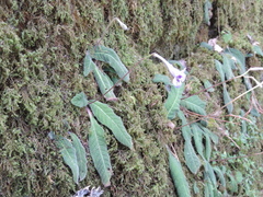 Streptocarpus primulifolius
