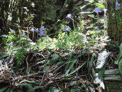 Streptocarpus primulifolius