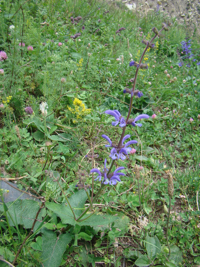 Abkhazian Sage