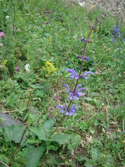 Salvia kuznetzovii
