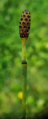 Equisetum variegatum