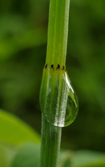 Equisetum variegatum