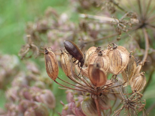 Rough-haired Lagria Beetle, Turfberg, 2716 DZ Zoetermeer, Netherlands, photo 8 of 10