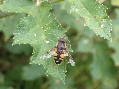 Stripe-winged Drone Fly, Turfberg, 2716 DZ Zoetermeer, Netherlands, photo 4 of 10