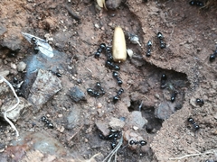 Crematogaster auberti