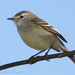 White-crested Tyrannulet - Photo (c) marcelo_allende, some rights reserved (CC BY-NC), uploaded by marcelo_allende