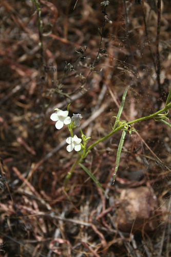 Witchweed