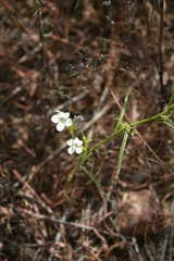 Striga asiatica