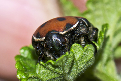 Gametis versicolor
