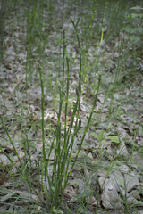 Equisetum laevigatum