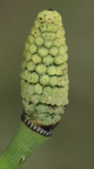 Equisetum laevigatum