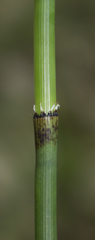 Equisetum laevigatum