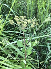 Heteromorpha involucrata