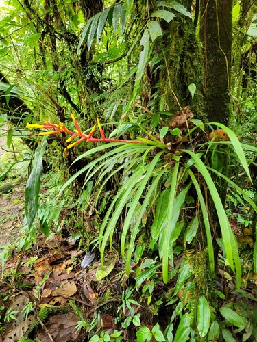 Guzmania sprucei, photograph 6
