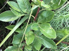 Heteromorpha involucrata