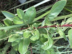Heteromorpha involucrata